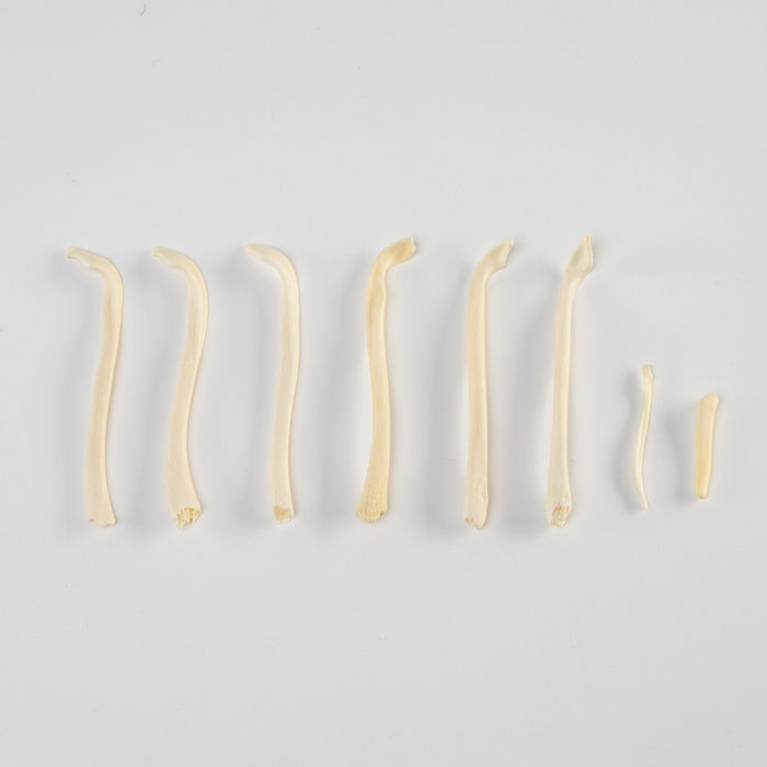 Real Bag-O-Baculum