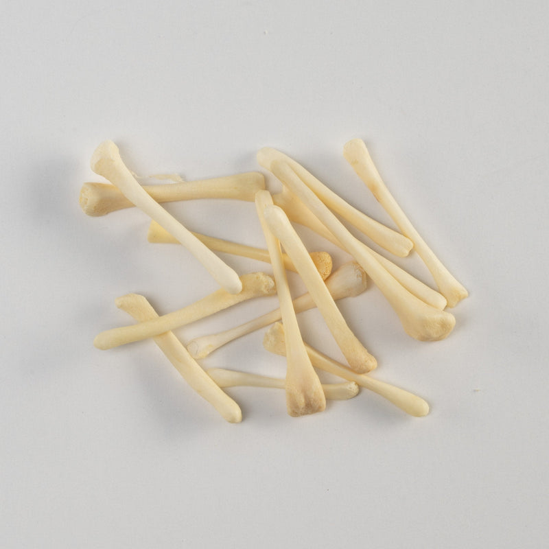 Real Bag-O-Beaver Baculum - Small