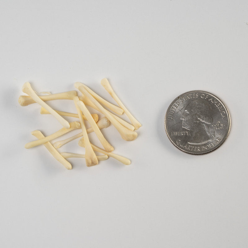 Real Bag-O-Beaver Baculum - Small