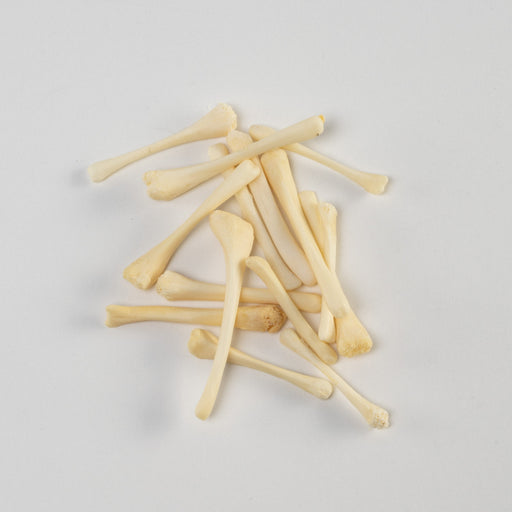 Real Bag-O-Beaver Baculum - Small