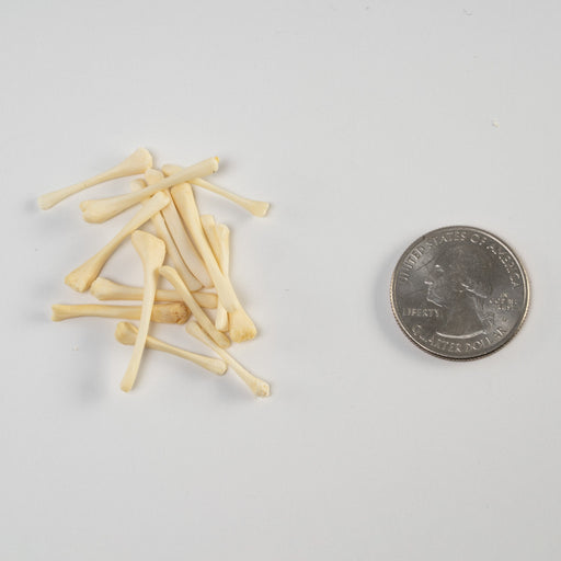 Real Bag-O-Beaver Baculum - Small