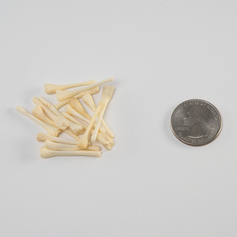 Real Bag-O-Beaver Baculum - Adolescent