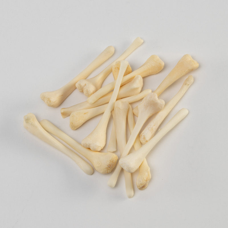 Real Bag-O-Beaver Baculum - Adolescent