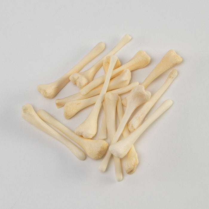 Real Bag-O-Beaver Baculum - Adolescent