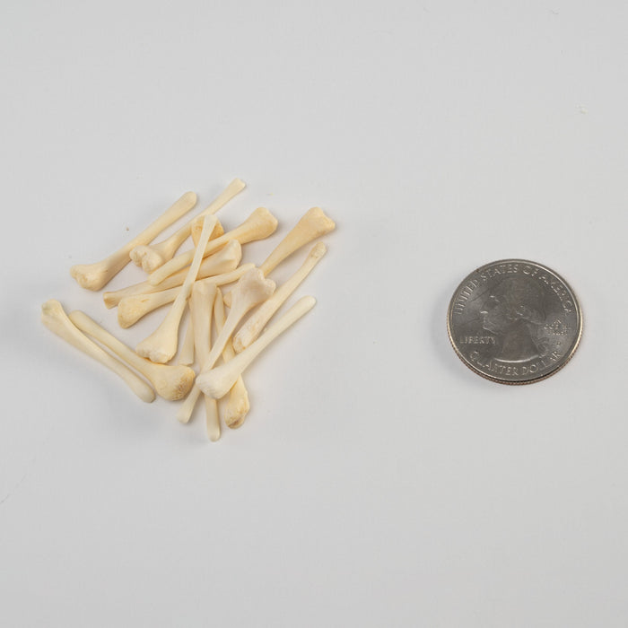 Real Bag-O-Beaver Baculum - Adolescent