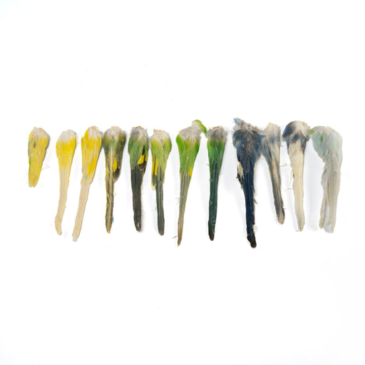 Real Bag-O-Parakeet Tails