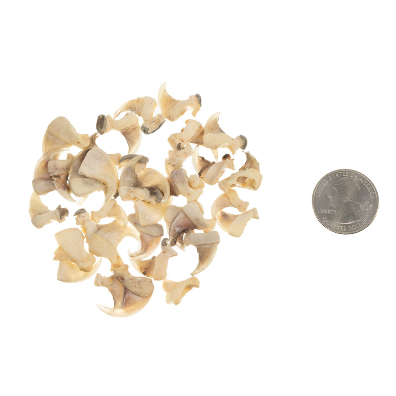 Real Bag-O-Bobcat Claws