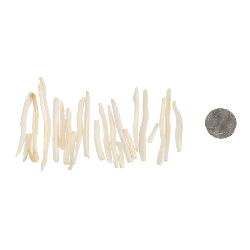 Real Bag-O-Coyote Baculum