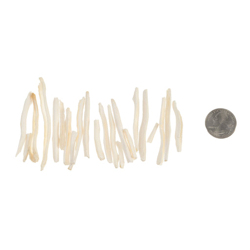 Real Bag-O-Coyote Baculum