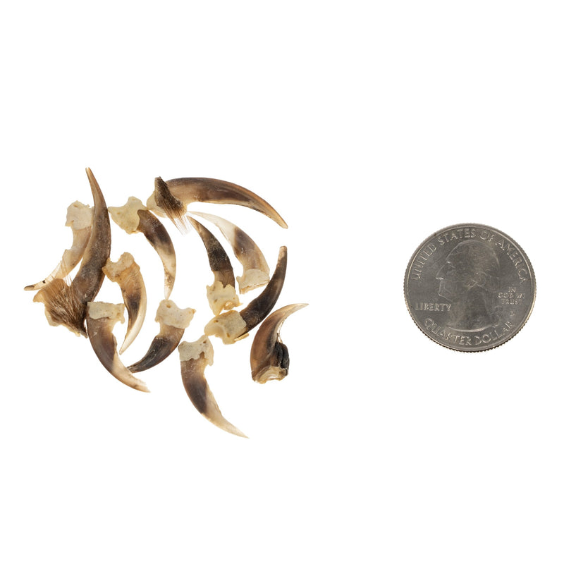 Real Bag-O-Badger Claws
