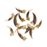 Real Bag-O-Badger Claws