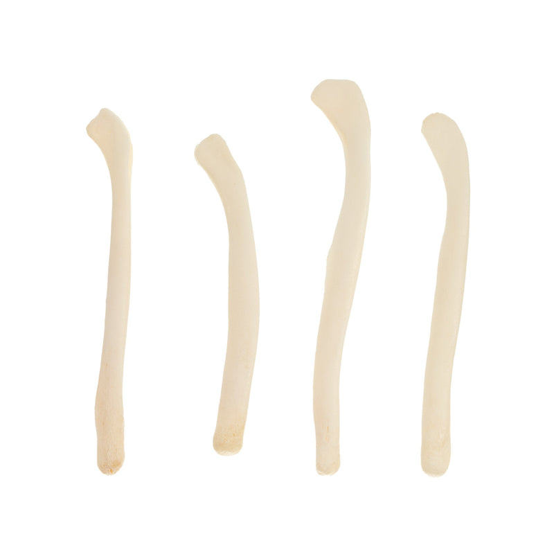 Real Bag-O-River Otter Baculum