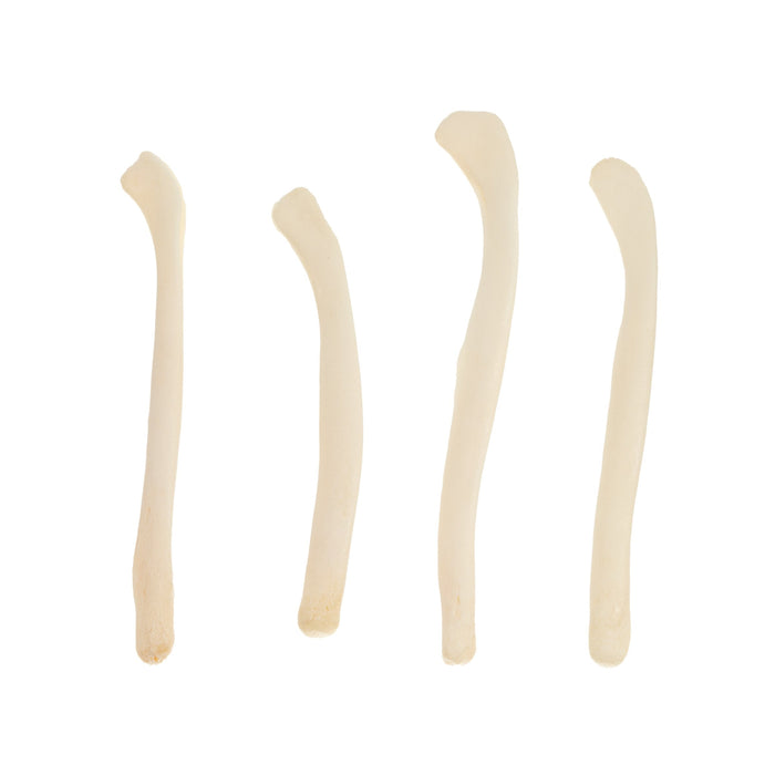 Real Bag-O-River Otter Baculum