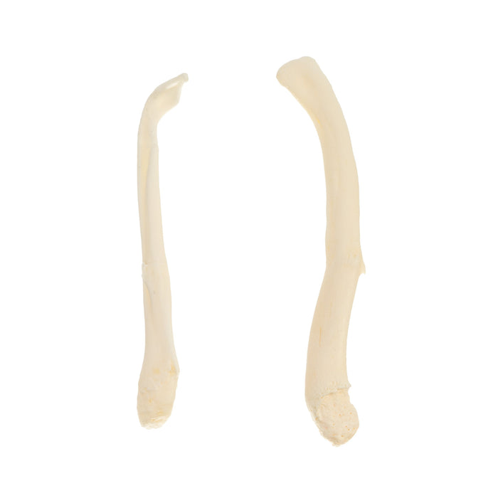 Real Fisher and Otter Baculum - Pathology