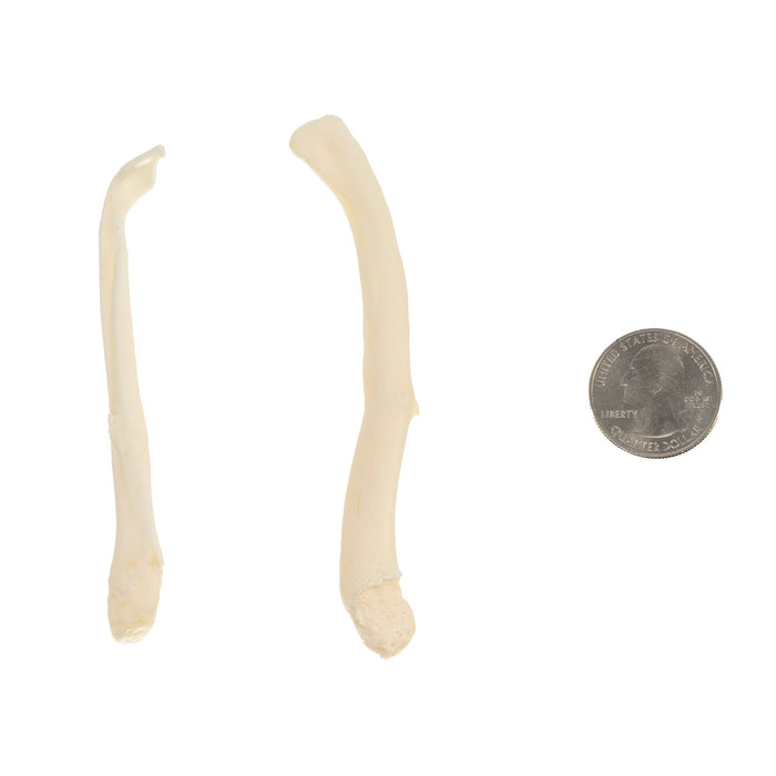 Real Fisher and Otter Baculum - Pathology