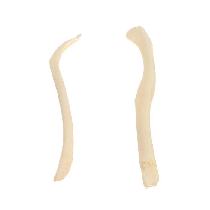 Real Fisher and Otter Baculum - Pathology