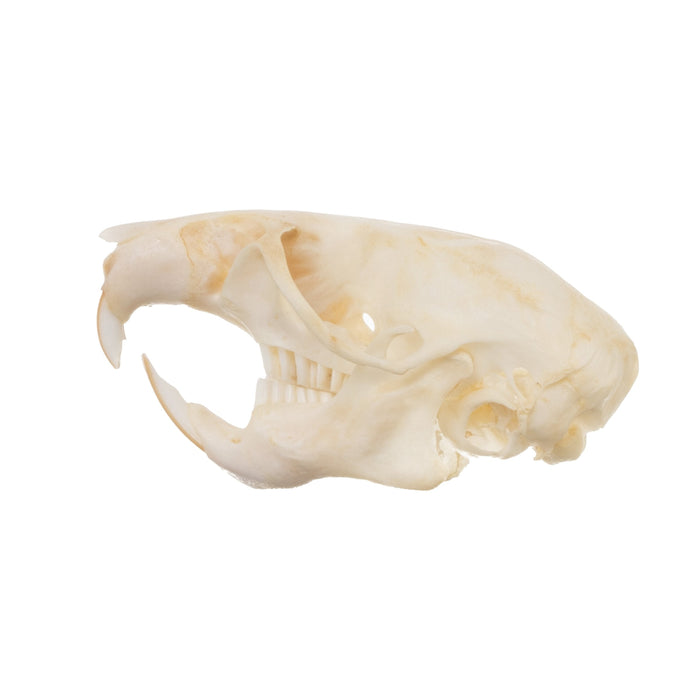 Real Wood Rat Skull