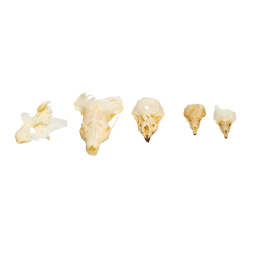 Real Bag-O-Shrew Skulls