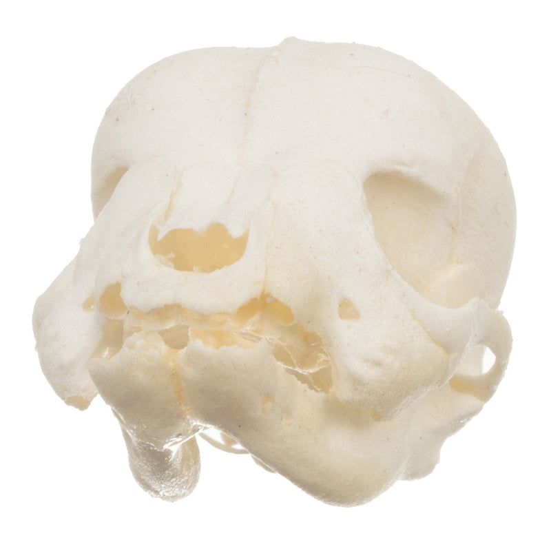 Real Domestic Dog Skull - Infant