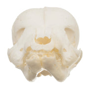 Real Domestic Dog Skull - Infant