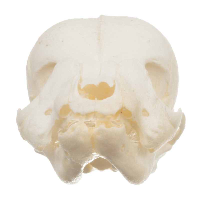 Real Domestic Dog Skull - Infant