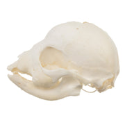 Real Domestic Dog Skull - Infant