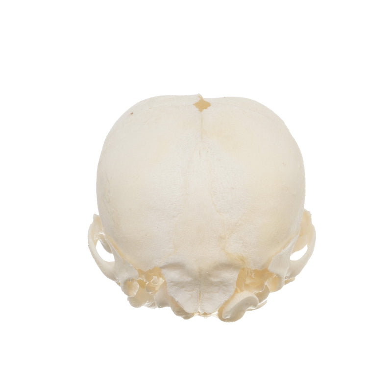 Real Domestic Dog Skull - Infant