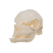 Real Domestic Goat Skull - Fetal