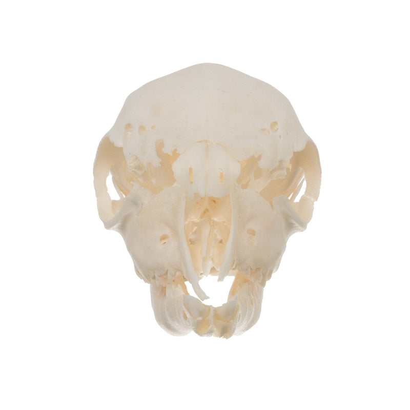 Real Domestic Goat Skull - Fetal