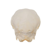 Real Domestic Goat Skull - Fetal