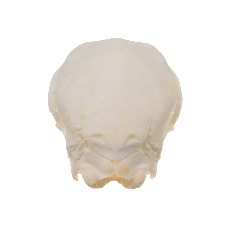 Real Domestic Goat Skull - Fetal