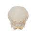 Real Domestic Goat Skull - Fetal