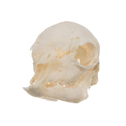 Real Domestic Goat Skull - Fetal