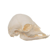Real Domestic Goat Skull - Fetal