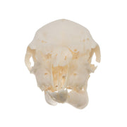 Real Domestic Goat Skull - Fetal