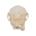 Real Domestic Goat Skull - Fetal