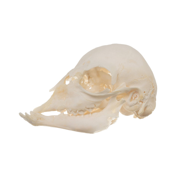Real Domestic Goat Skull - Fetal