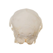 Real Domestic Goat Skull - Fetal