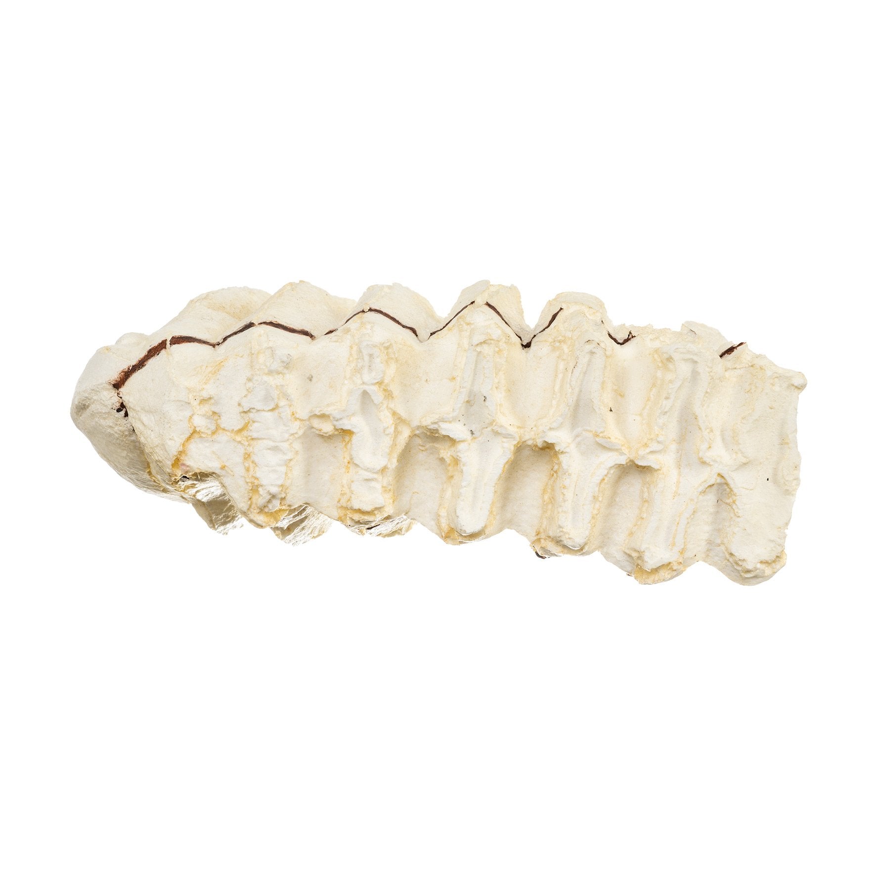 Replica African Elephant Tooth For Sale — Skulls Unlimited