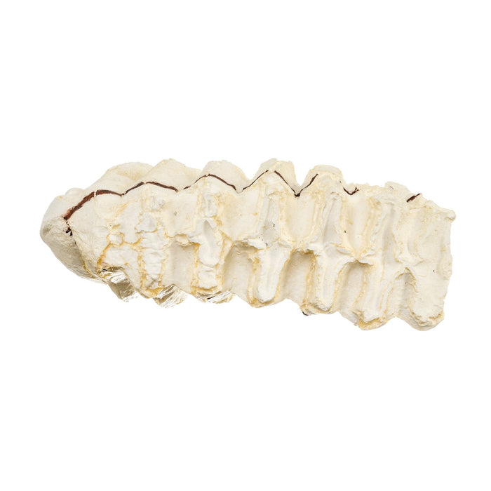 Replica African Elephant Tooth