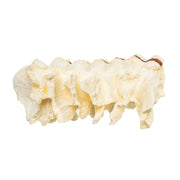 Replica African Elephant Tooth