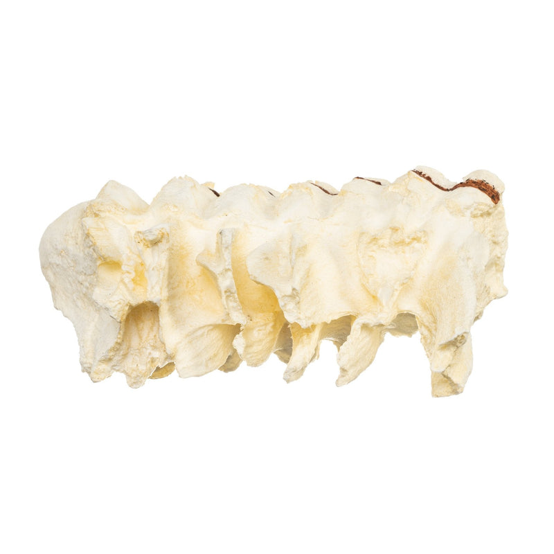 Replica African Elephant Tooth