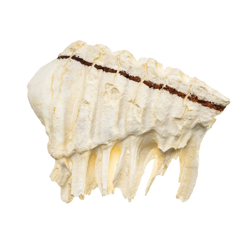 Replica African Elephant Tooth