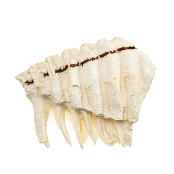 Replica African Elephant Tooth
