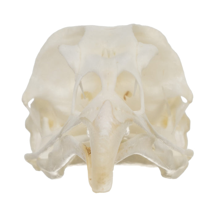 Real Hungarian Partridge Skull