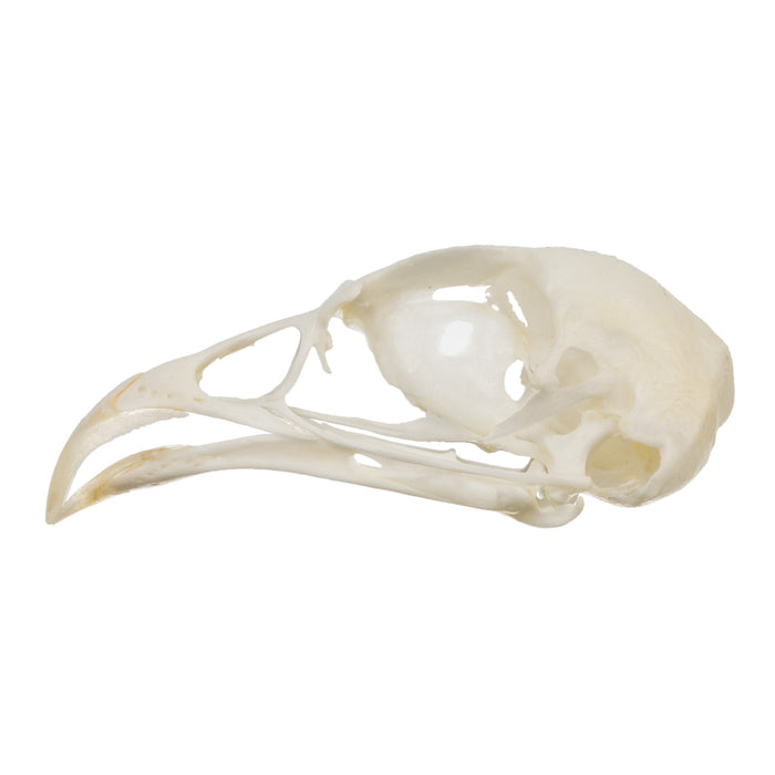 Real Hungarian Partridge Skull