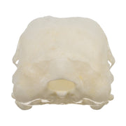 Real Hungarian Partridge Skull