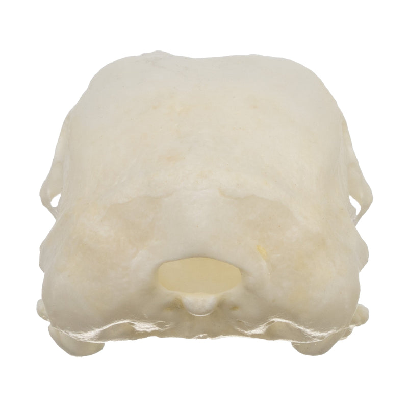 Real Hungarian Partridge Skull