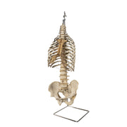 Real Human Torso and Pelvis on Stand