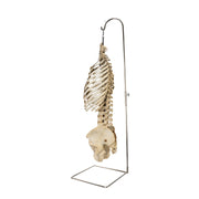 Real Human Torso and Pelvis on Stand